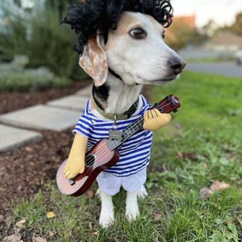 Rockstar Dog - Pet Costume