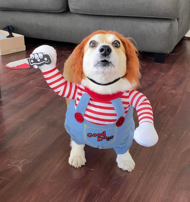 Killer Doll - Pet Costume