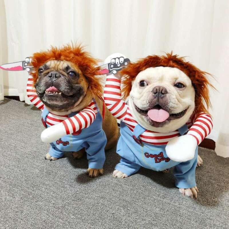 Dog in costume