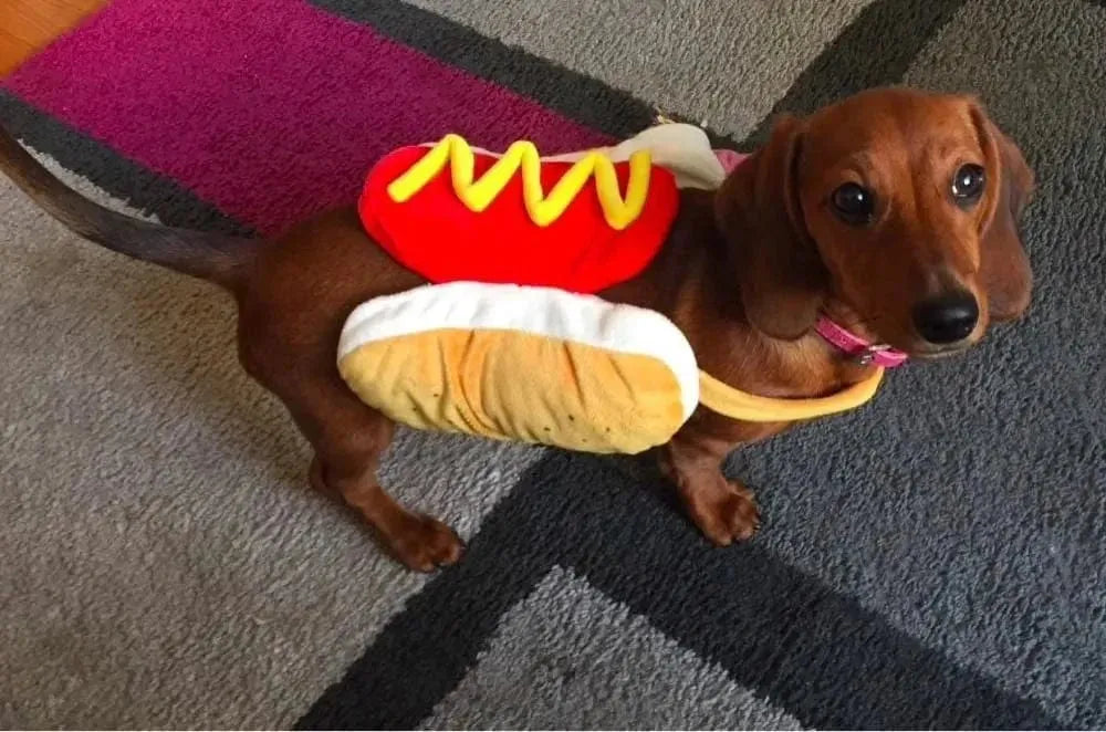 Dog in costume